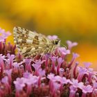 Herbstfarben mit Sonnenröschen-Würfel-Dickkopffalter  