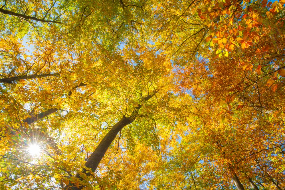 Herbstfarben mit Sonnnenstern