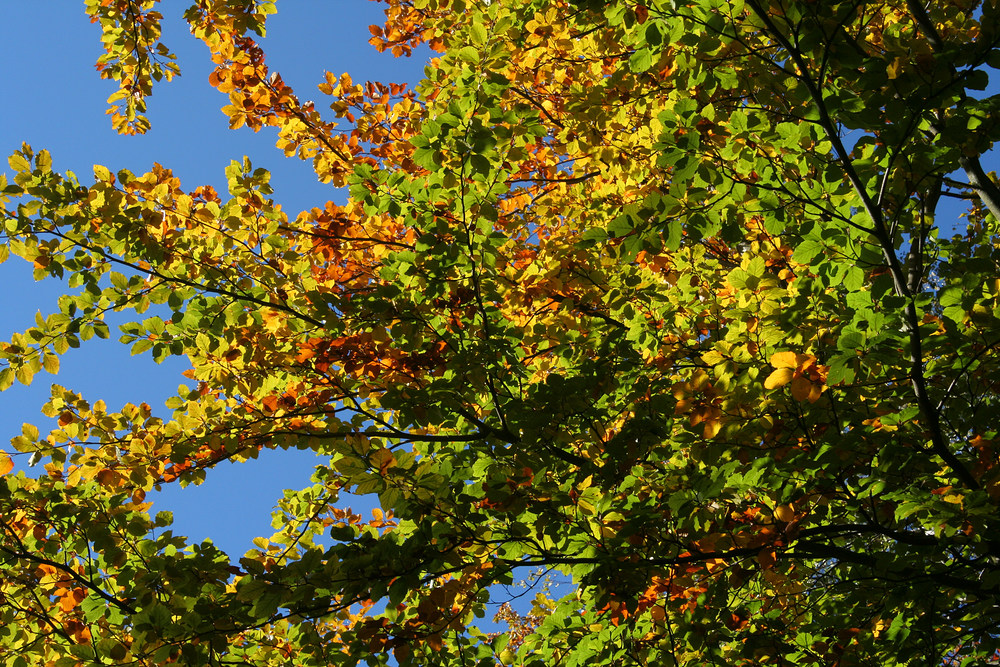 Herbstfarben Mitte Oktober