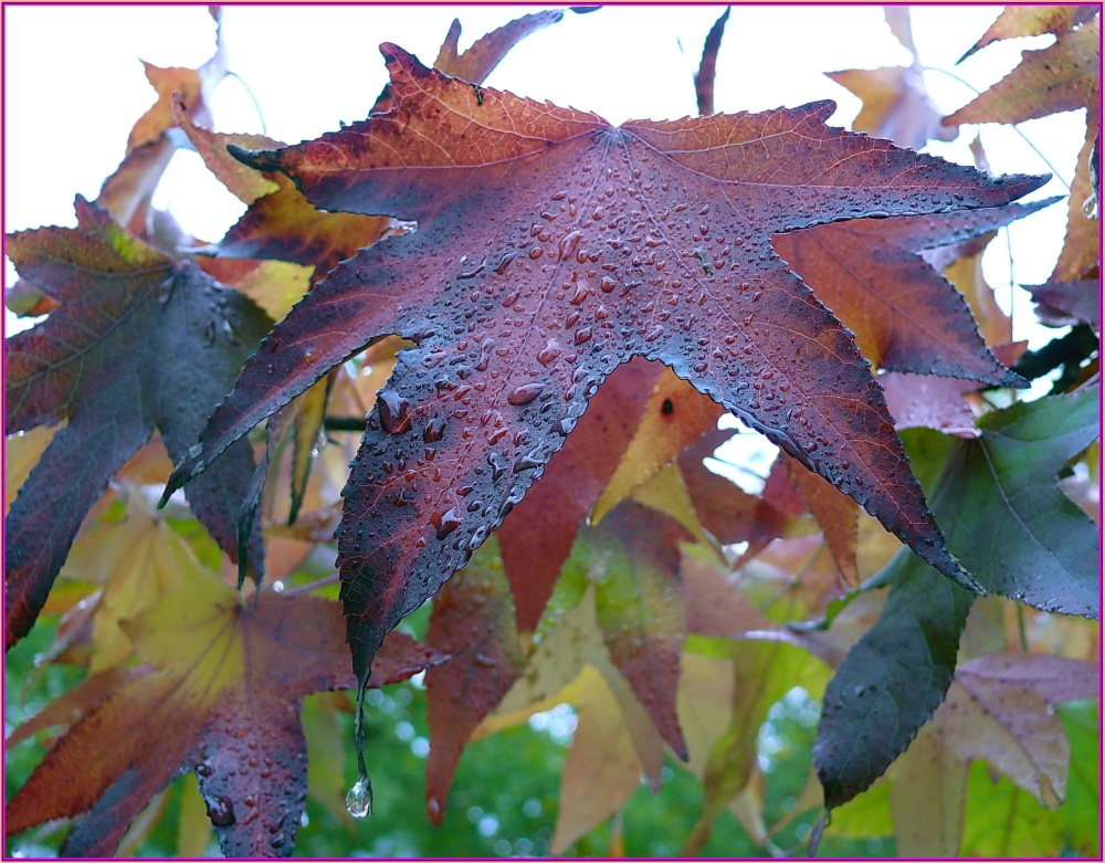 Herbstfarben-Mix