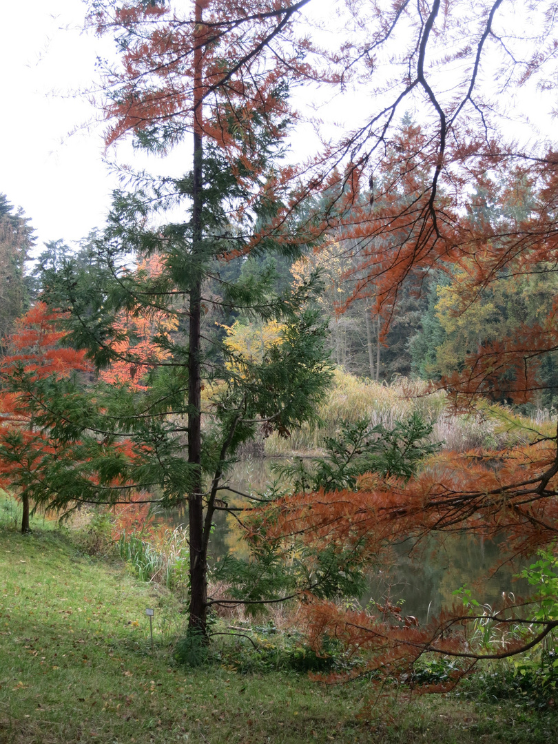 Herbstfarben - noch eins