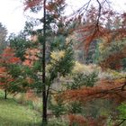 Herbstfarben - noch eins