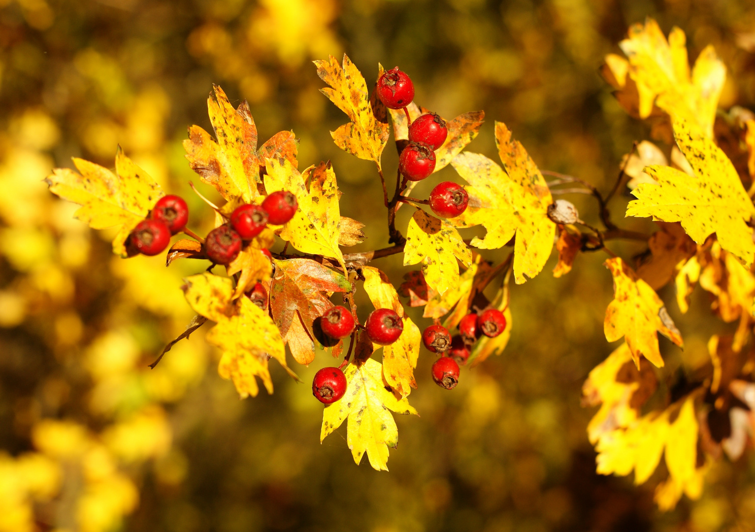 Herbstfarben    Nov16