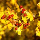 Herbstfarben    Nov16