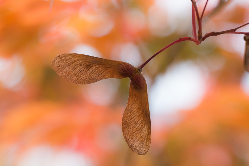 Herbstfarben Orange und Braun