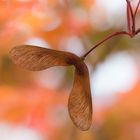 Herbstfarben Orange und Braun