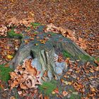 Herbstfarben - Pilze und Laub