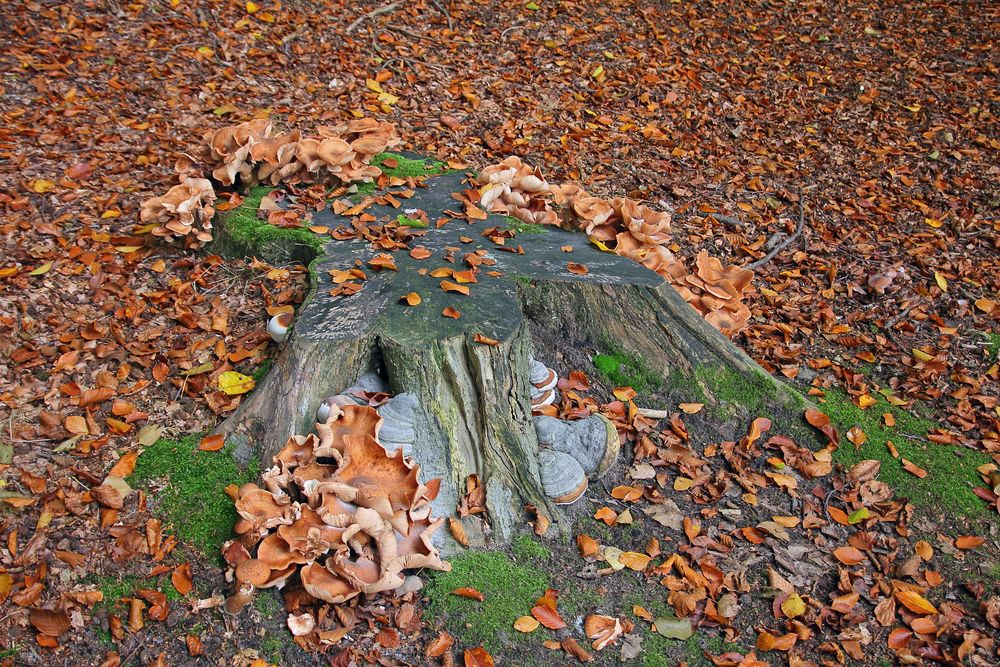 Herbstfarben - Pilze und Laub