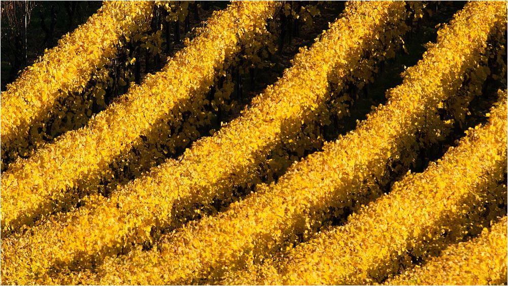 Herbstfarben: Reihenstrukturen in Gelb