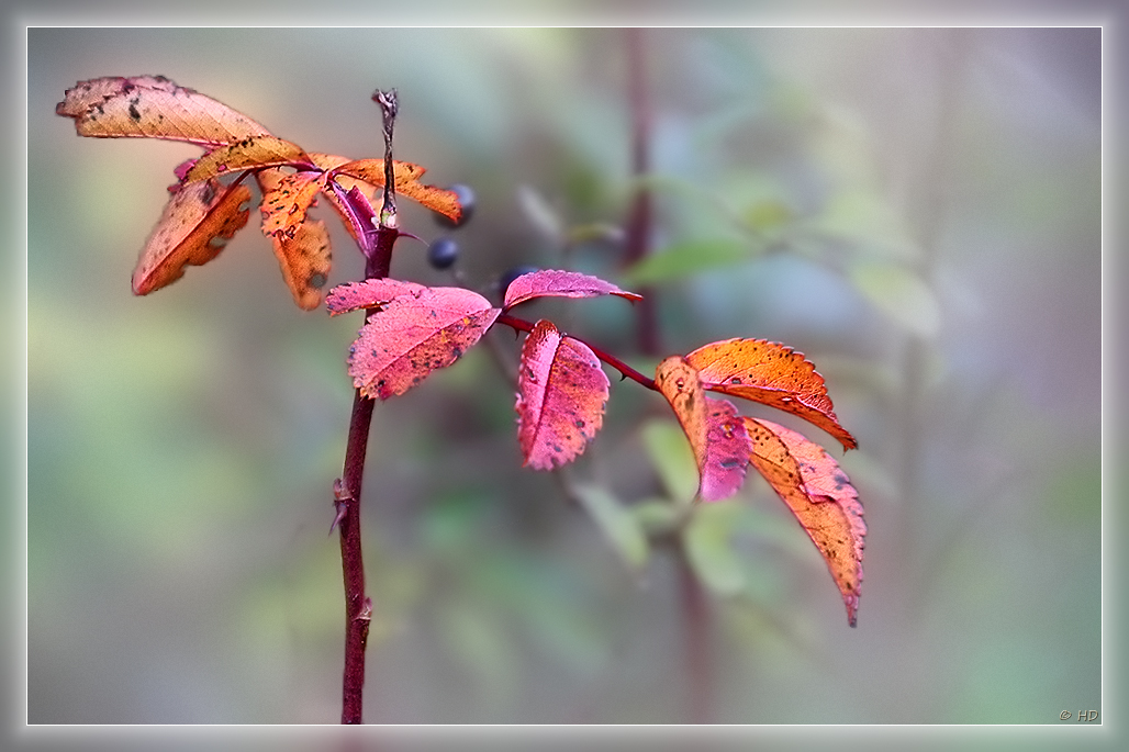 Herbstfarben reloaded