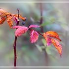 Herbstfarben reloaded