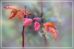 Herbstfarben reloaded