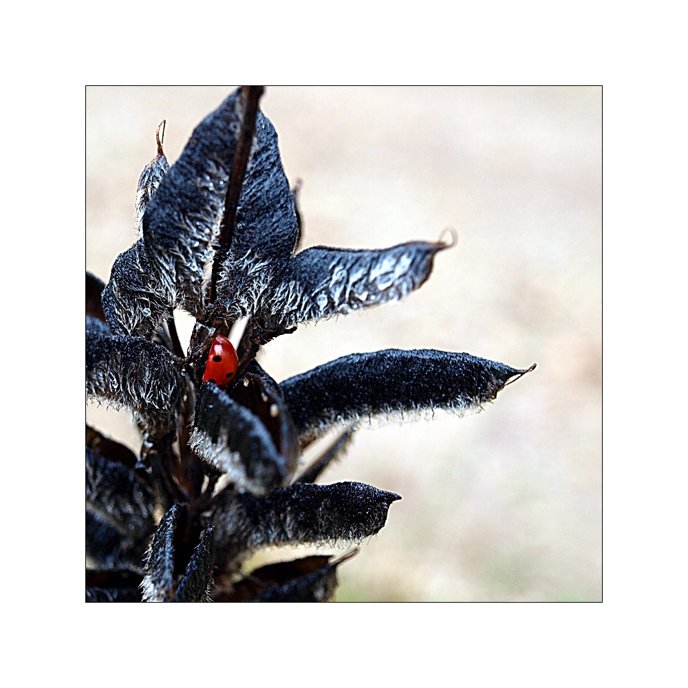 herbstfarben - rot