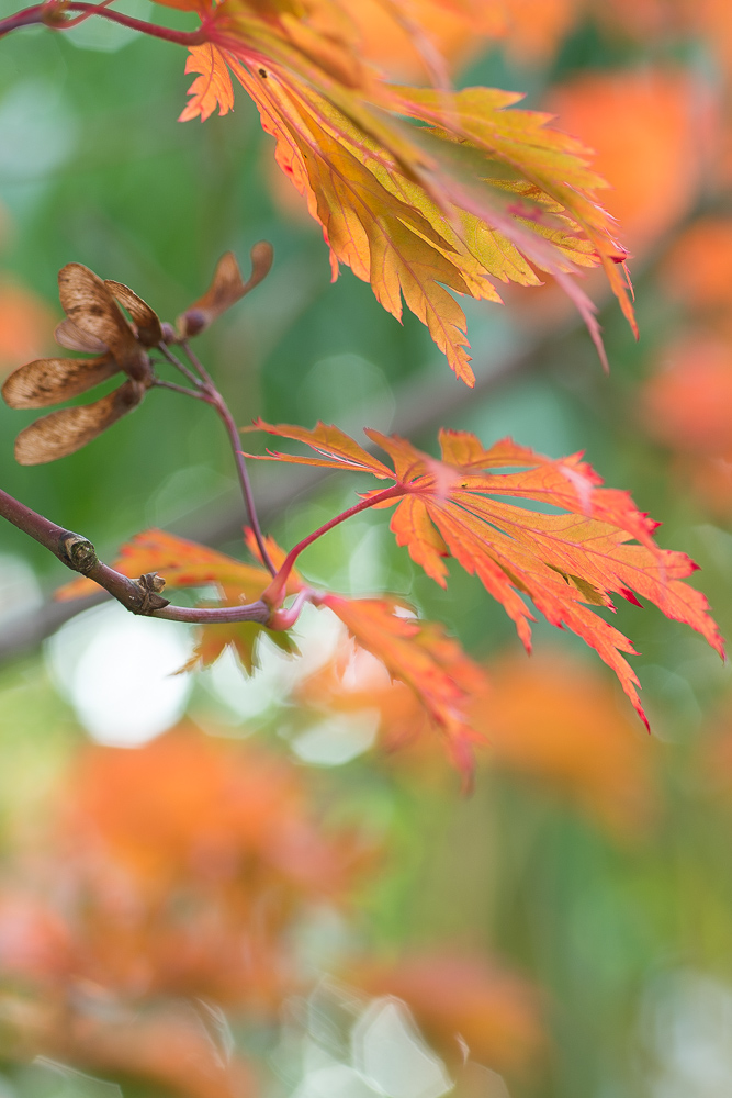 Herbstfarben Rot und Grün