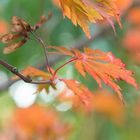 Herbstfarben Rot und Grün