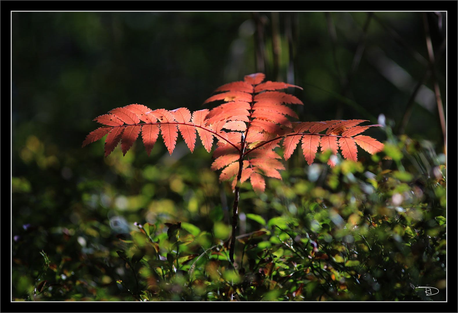 Herbstfarben sind doch schon da