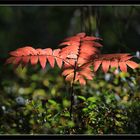 Herbstfarben sind doch schon da