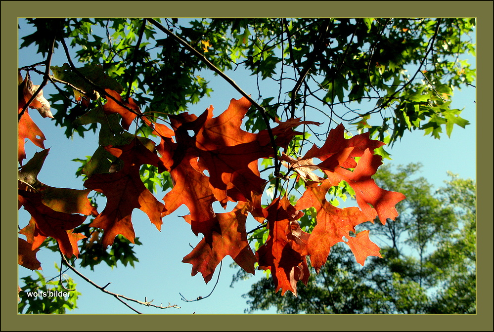 Herbstfarben, Sonne, blauer Himmel...