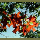 Herbstfarben, Sonne, blauer Himmel...