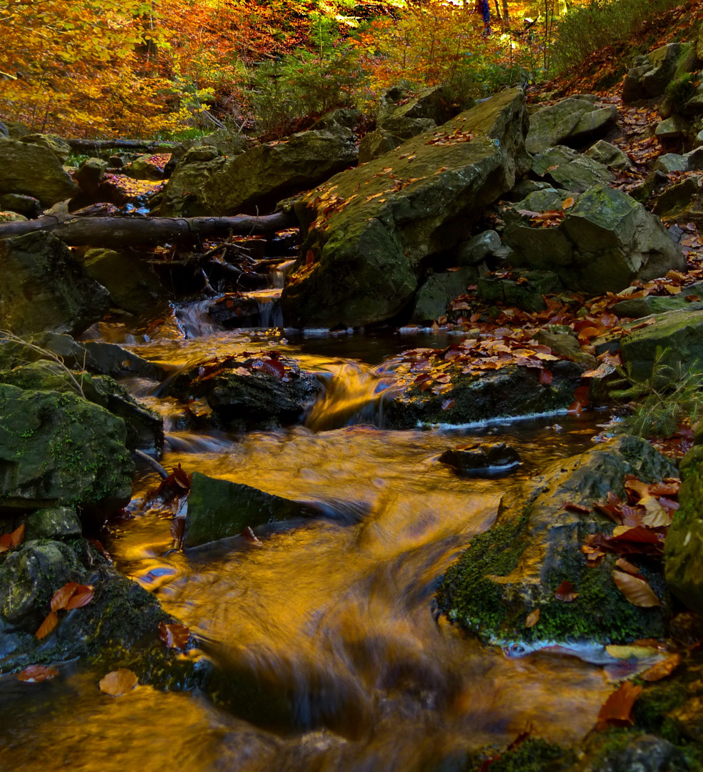 Herbstfarben - Spiegelung