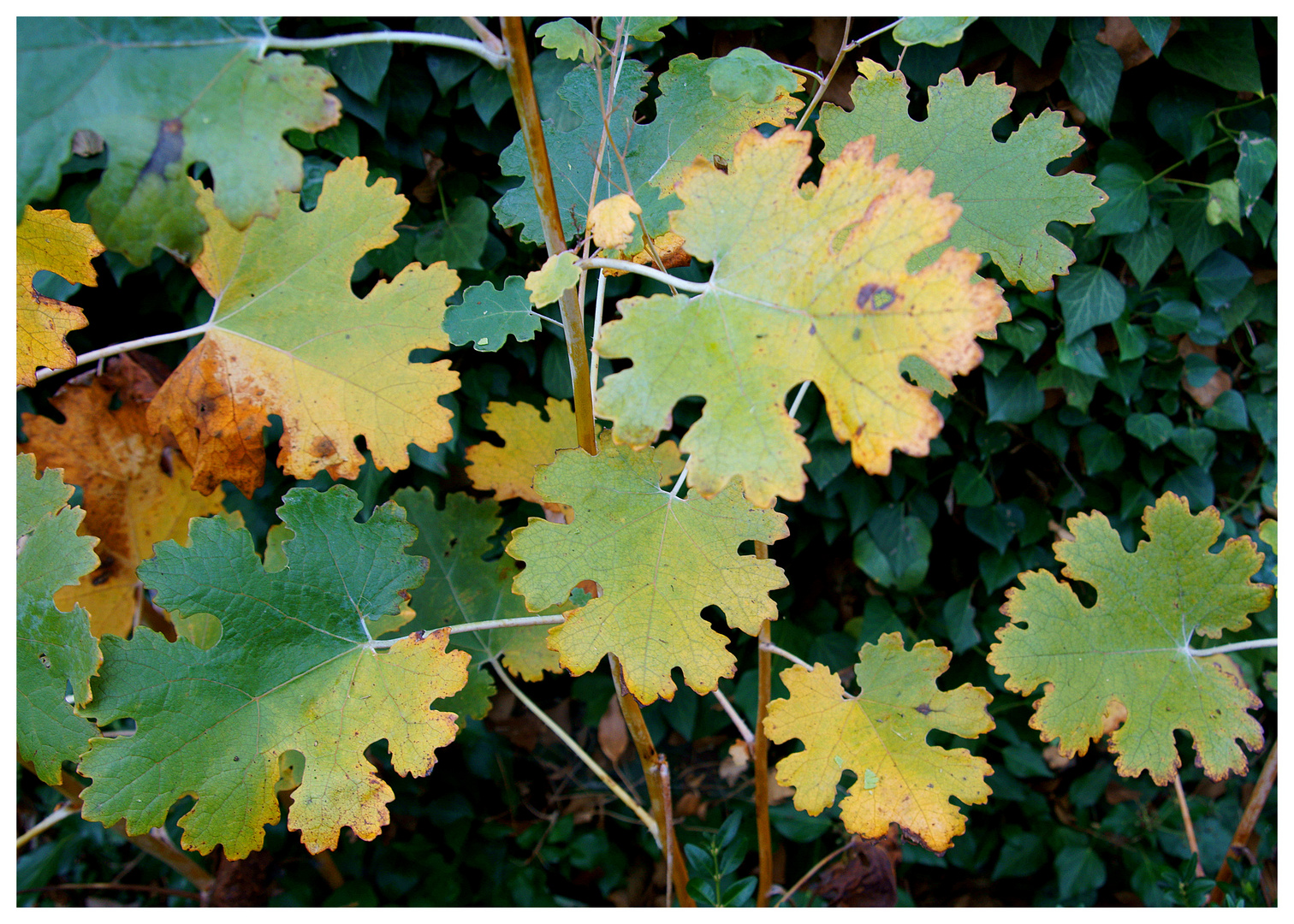 Herbstfarben-Spiel