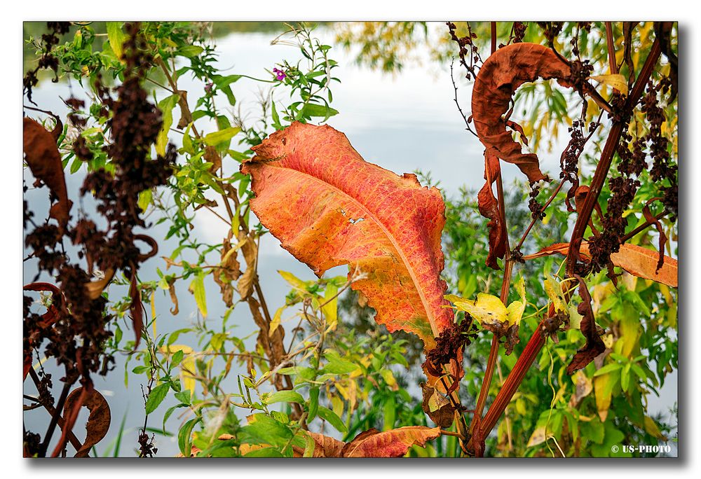 Herbstfarben - Südsee