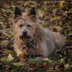 Herbstfarben - Teintes d'automne