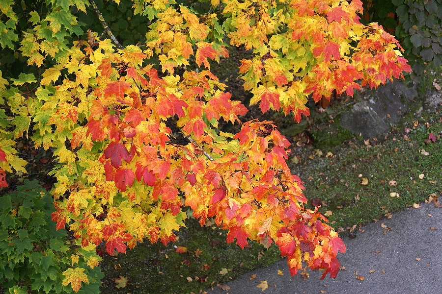 Herbstfarben über dem Weg