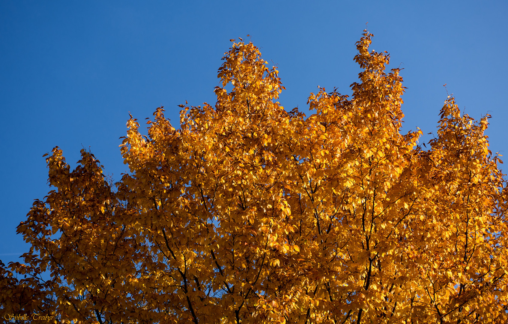 Herbstfarben und blauer Himmel