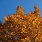 Herbstfarben und blauer Himmel