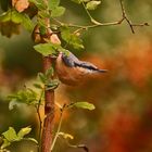 *HERBSTFARBEN und der KLEIBER*