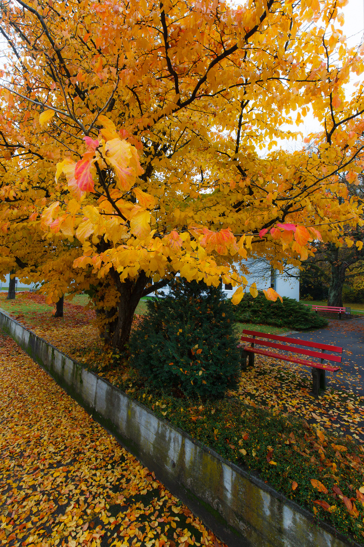 Herbstfarben und einsame Parkbank