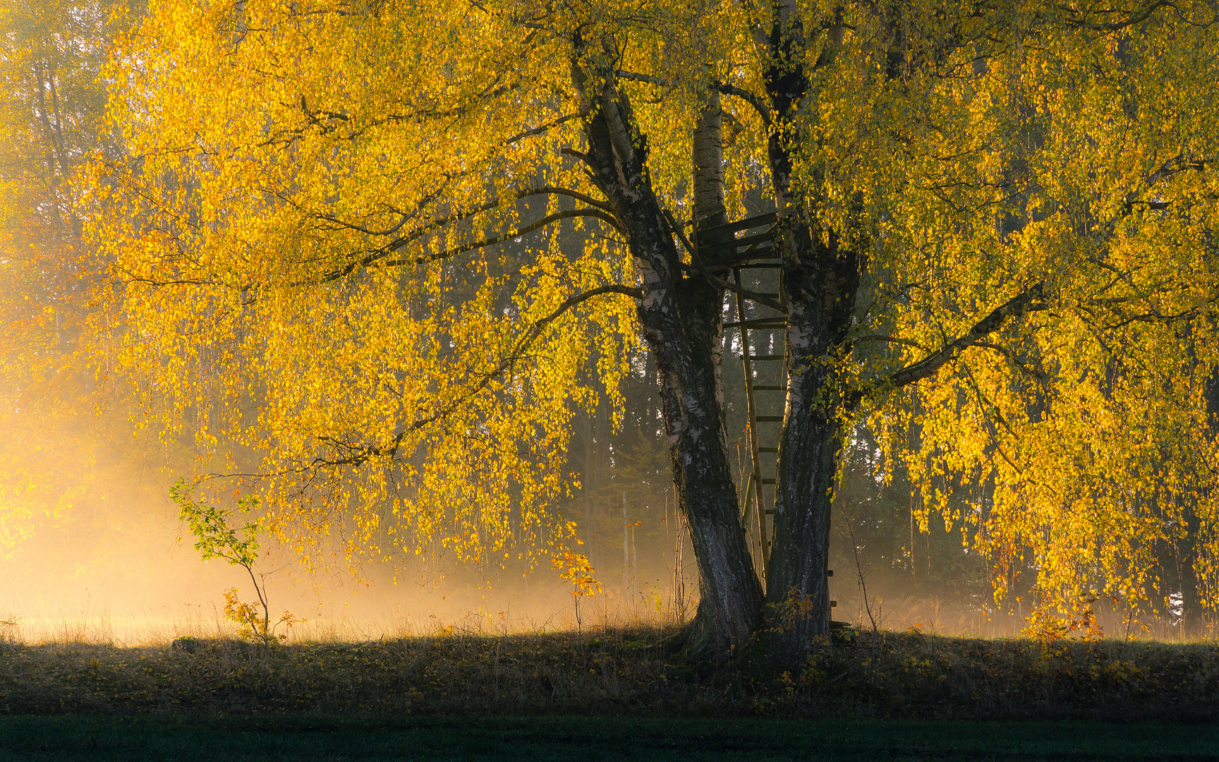 Herbstfarben und etwas Morgennebel