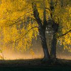 Herbstfarben und etwas Morgennebel