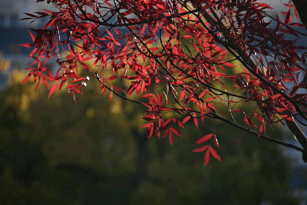 herbstfarben und kein ende