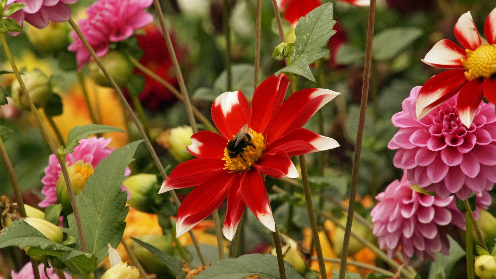 Herbstfarben und Sonne tanken