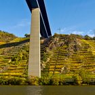 Herbstfarben, Unter der Moseltalbrücke