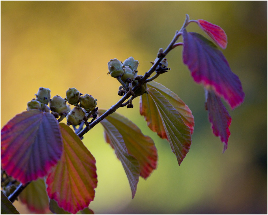 Herbstfarben V