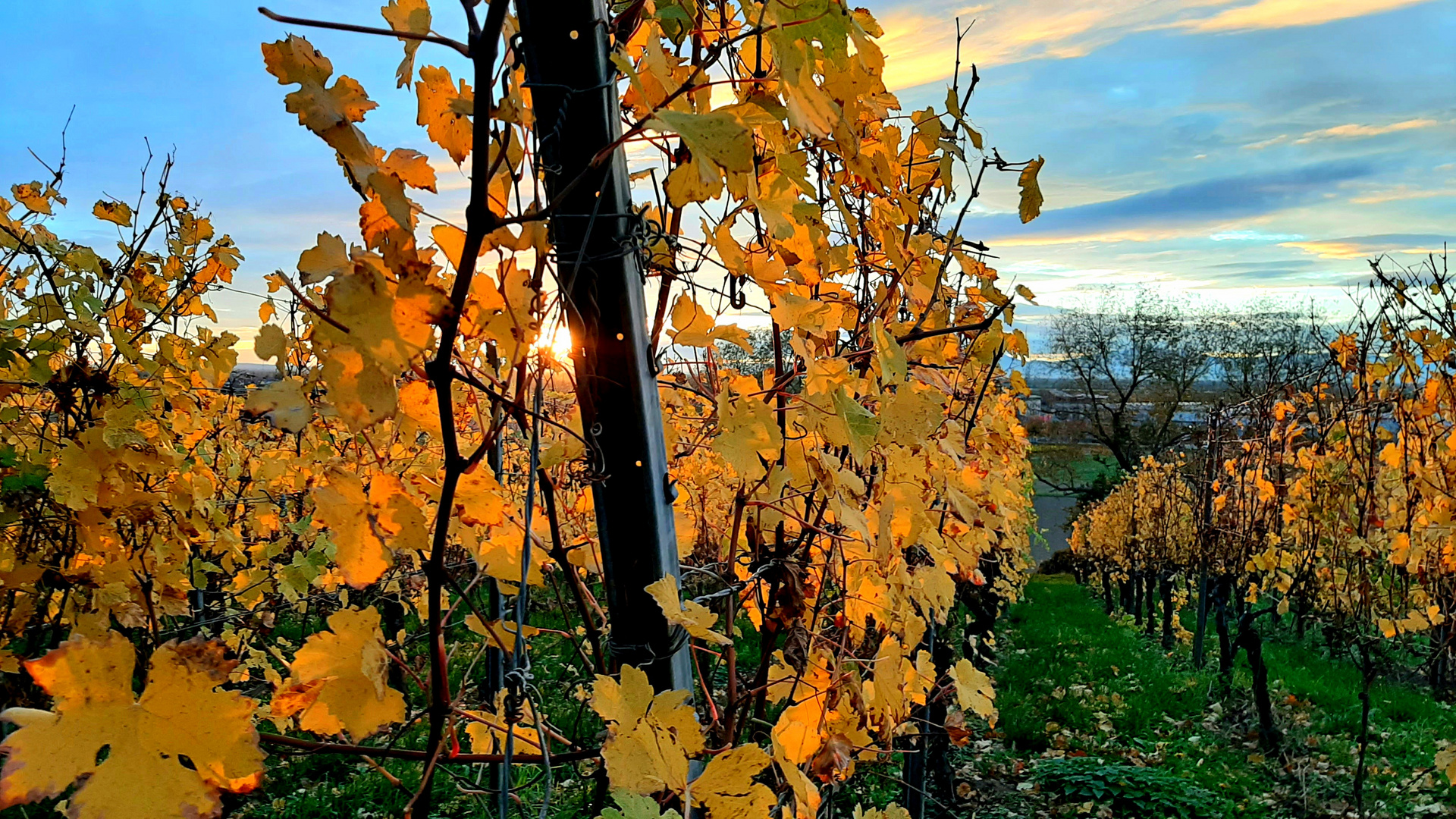 Herbstfarben V