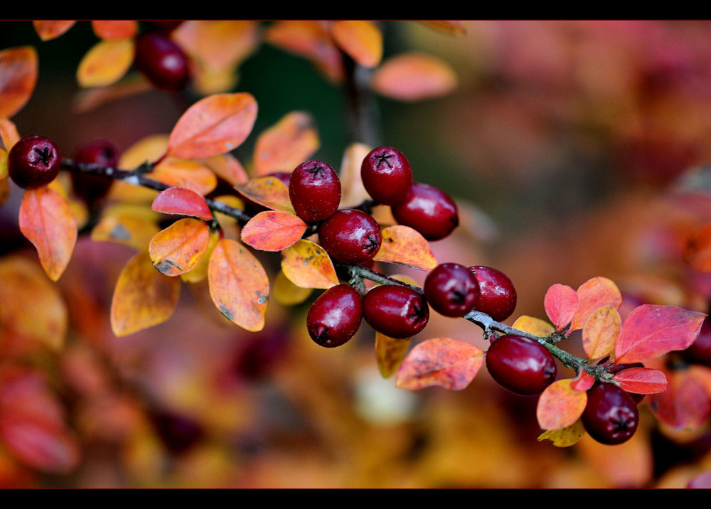 Herbstfarben V...........