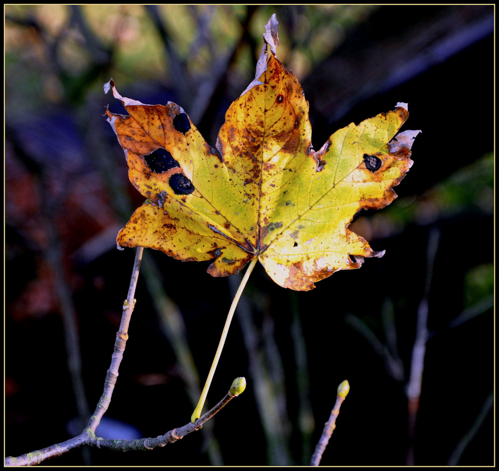 Herbstfarben VI...........