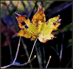 Herbstfarben VI...........