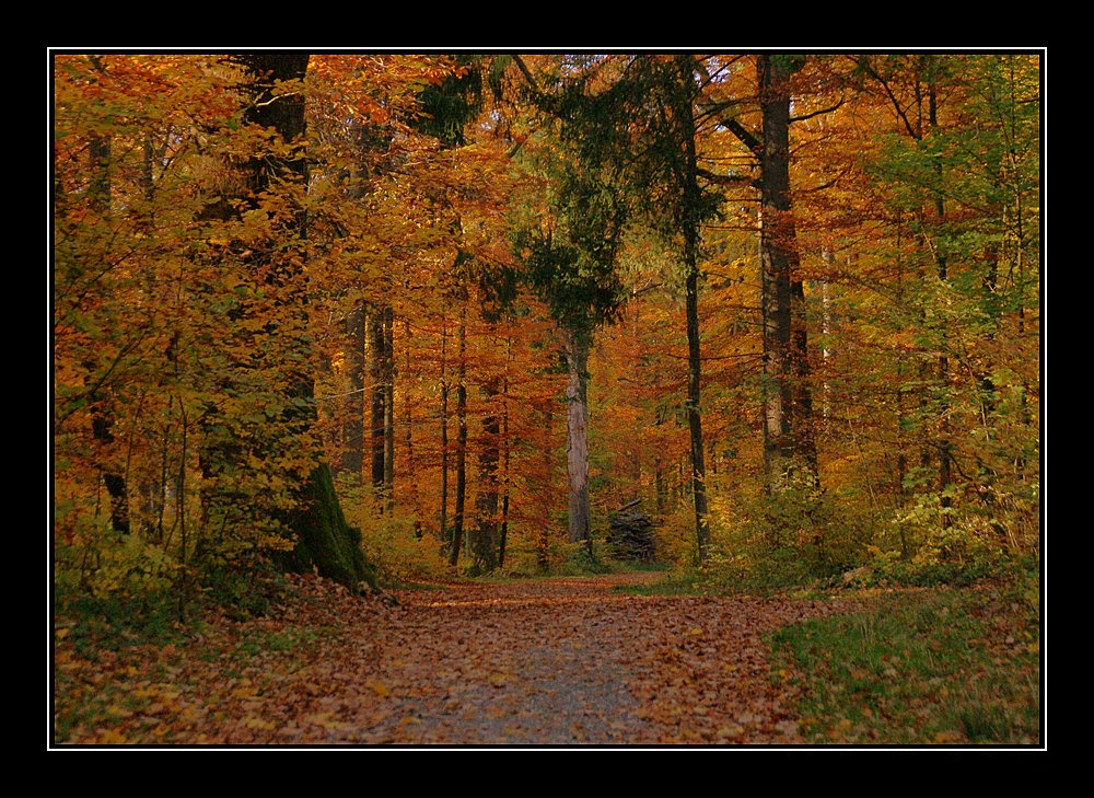 herbstfarben VI