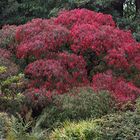 Herbstfarben VI