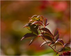 Herbstfarben VI