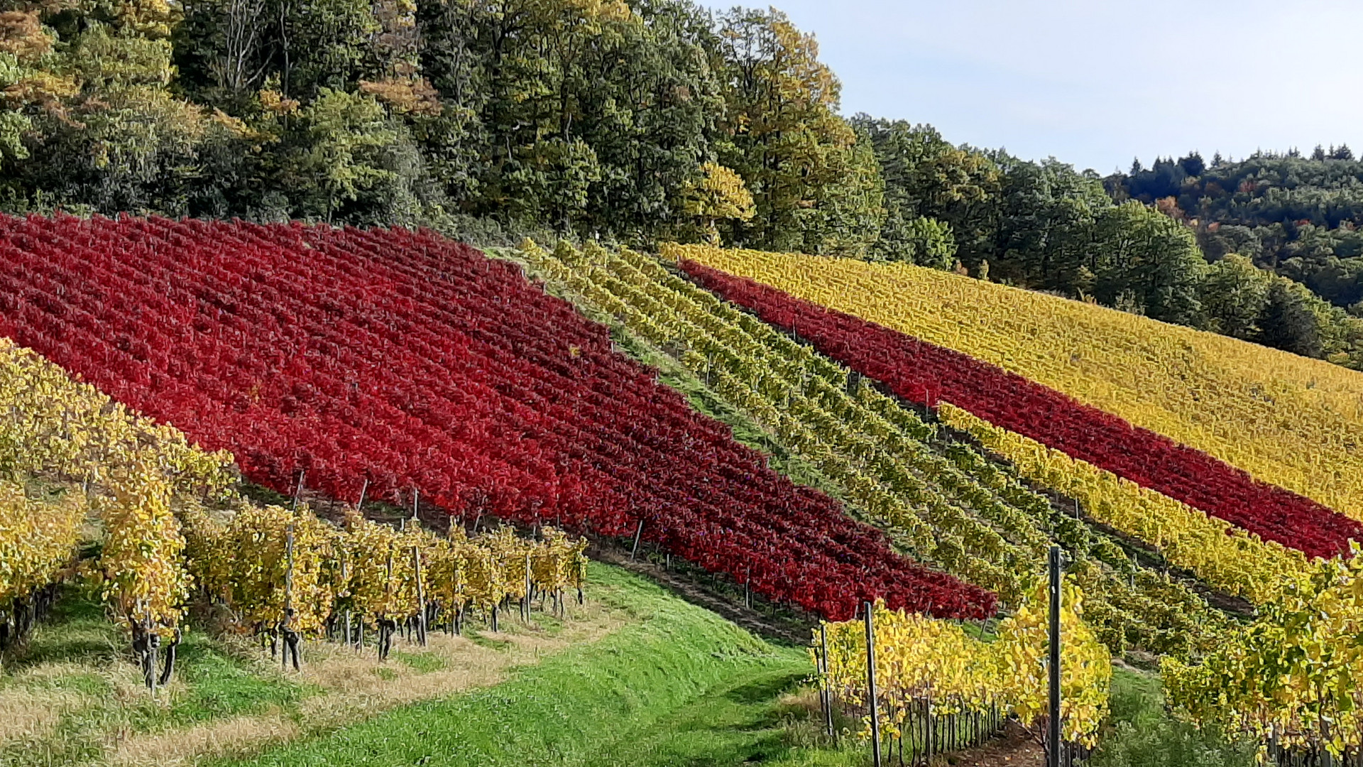 Herbstfarben VI