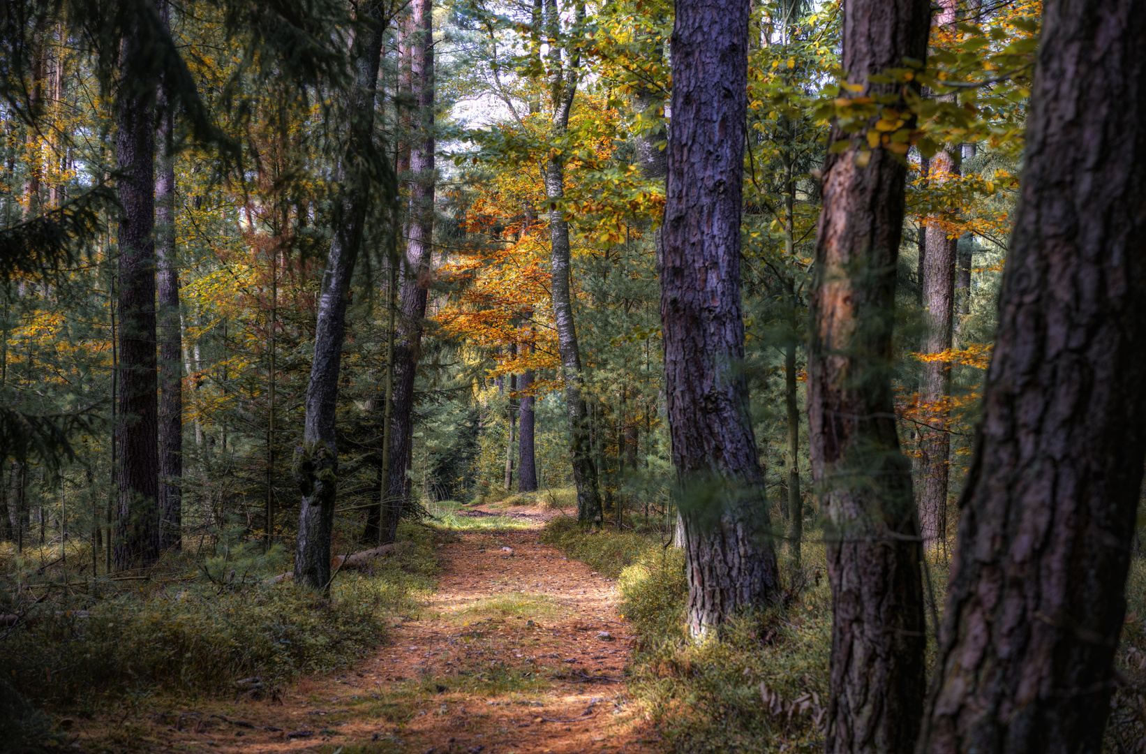 Herbstfarben Wald 