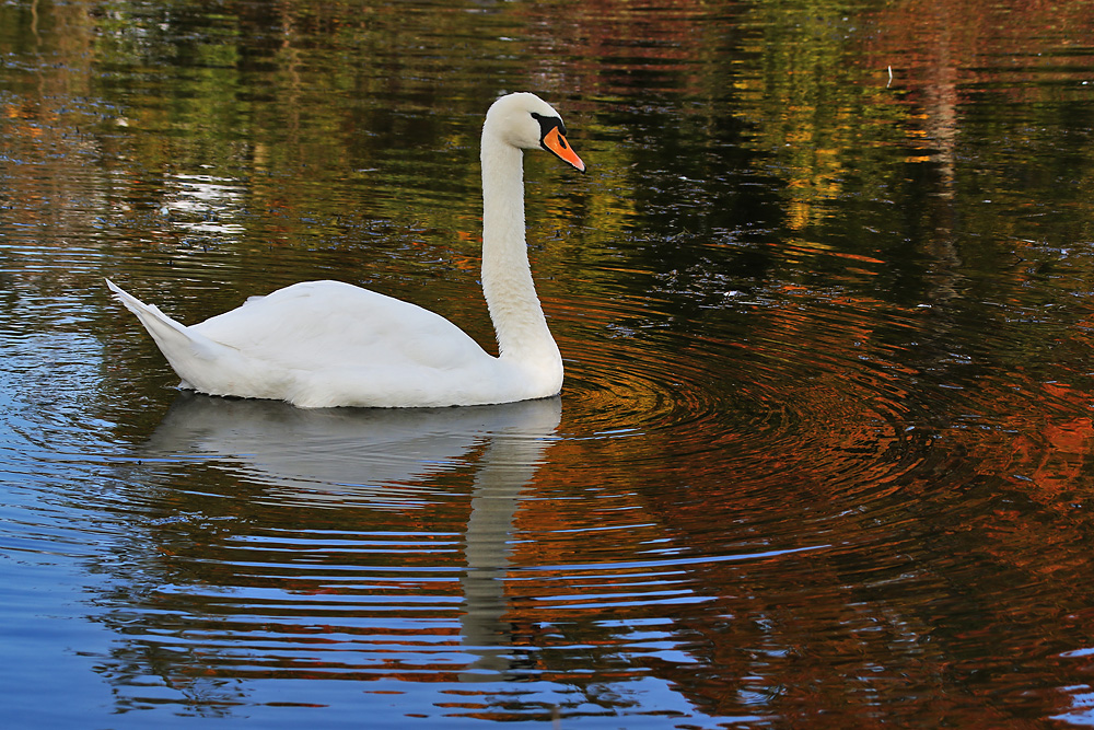 Herbstfarben - Wasserfarben