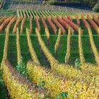 Herbstfarben Wein