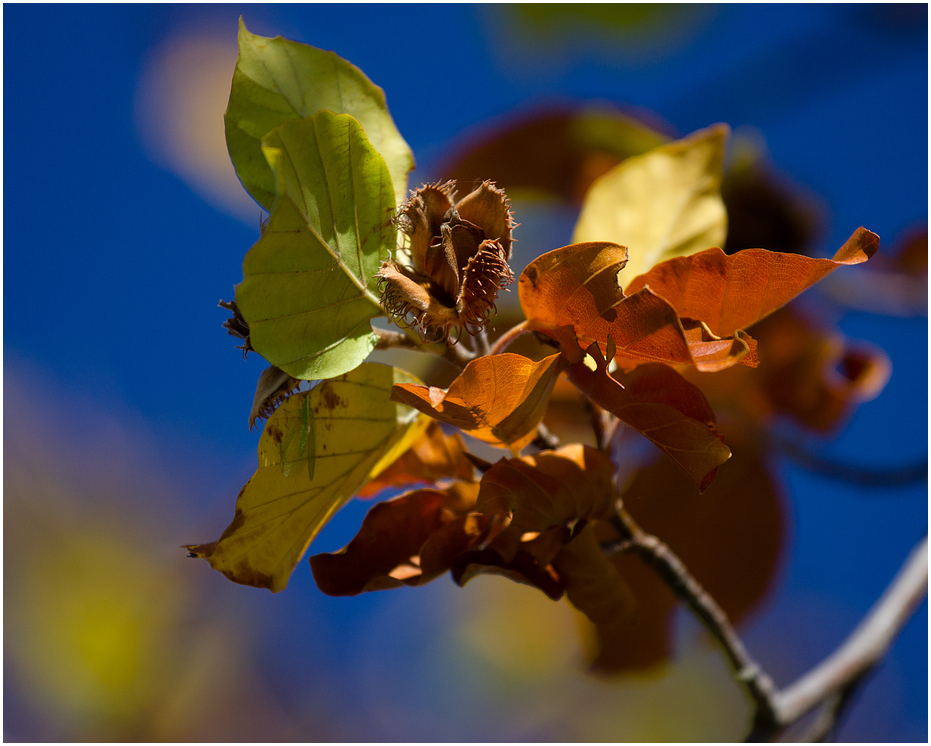 Herbstfarben X